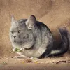 диана говорит