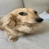 swdavi_