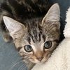 editsand_cats