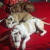 debo.china.and.lia