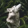 wolf1313131313