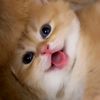 dhrksm.mtjdjun