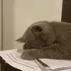 nt_yes