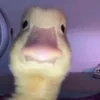 minhphat.deptrai