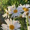 angel_lina_3728