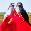 djinggo.bird