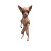 chihuahua.squad0ficial