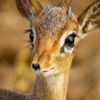 asfoortalganha_10_