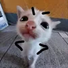 gato77134