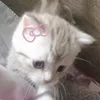 missmikhongg