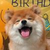 petbaby306