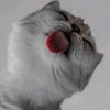 aditt_begmen