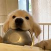 Pet-recording