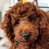 lando.poodle.dubai
