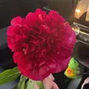 gabriella79447