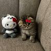 apin kibow