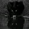 aslan_187