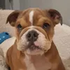 evie12250