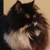 lukaschep
