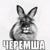 werilsq24