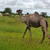 osman.jack6
