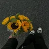 hương dương dưới nắng 🌻