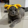 shirosicat
