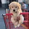 Retriever Moments