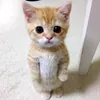 El Gatoo