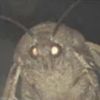 imamoth4sure