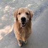 my.lovely.pets32