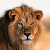 ahmed.karich