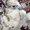 adyfa_11
