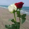 zray9a.zray9a2