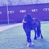 equi_alva3
