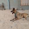 mohameddalaa231