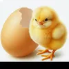 babychicken21