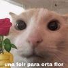 saraitrinidadaqui