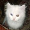 naveed.ahmed6177