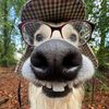 clipsfarmgoviral