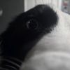 landenhines2