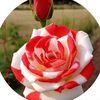 user8370180527570