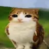 sigma_.meowl._.fan