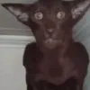 857455668x