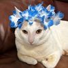 emmettmycat