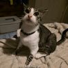 cat_12842