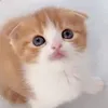 syoujikinaneko