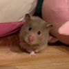 thehamsterbernard