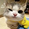 mieeayam8528