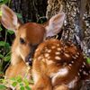 deardeer36